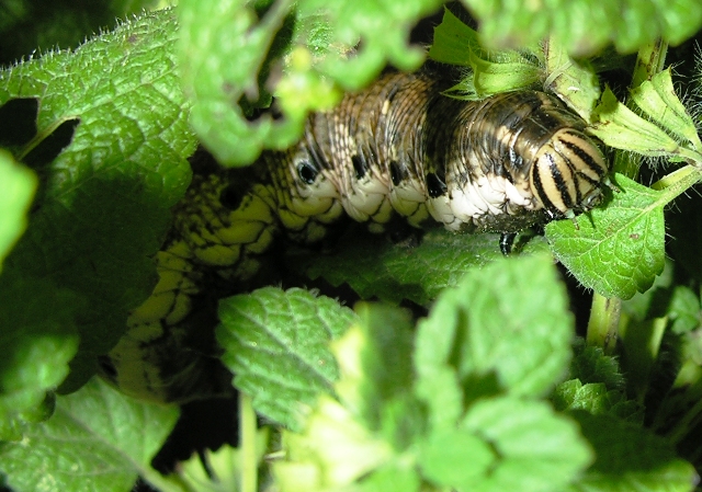Agrius convolvuli